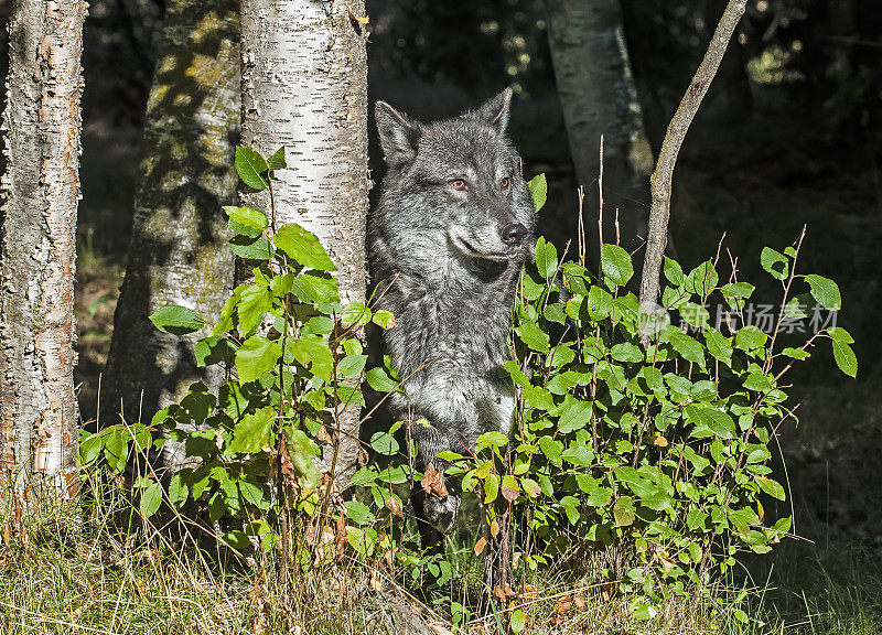 灰狼或灰狼(Canis lupus)，简称狼，是犬科动物中最大的野生成员。